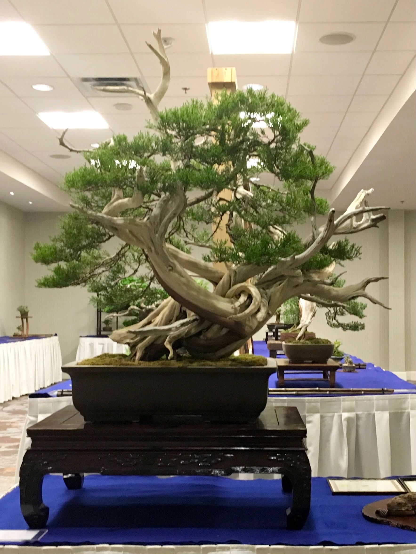 The Bonsai Smiths