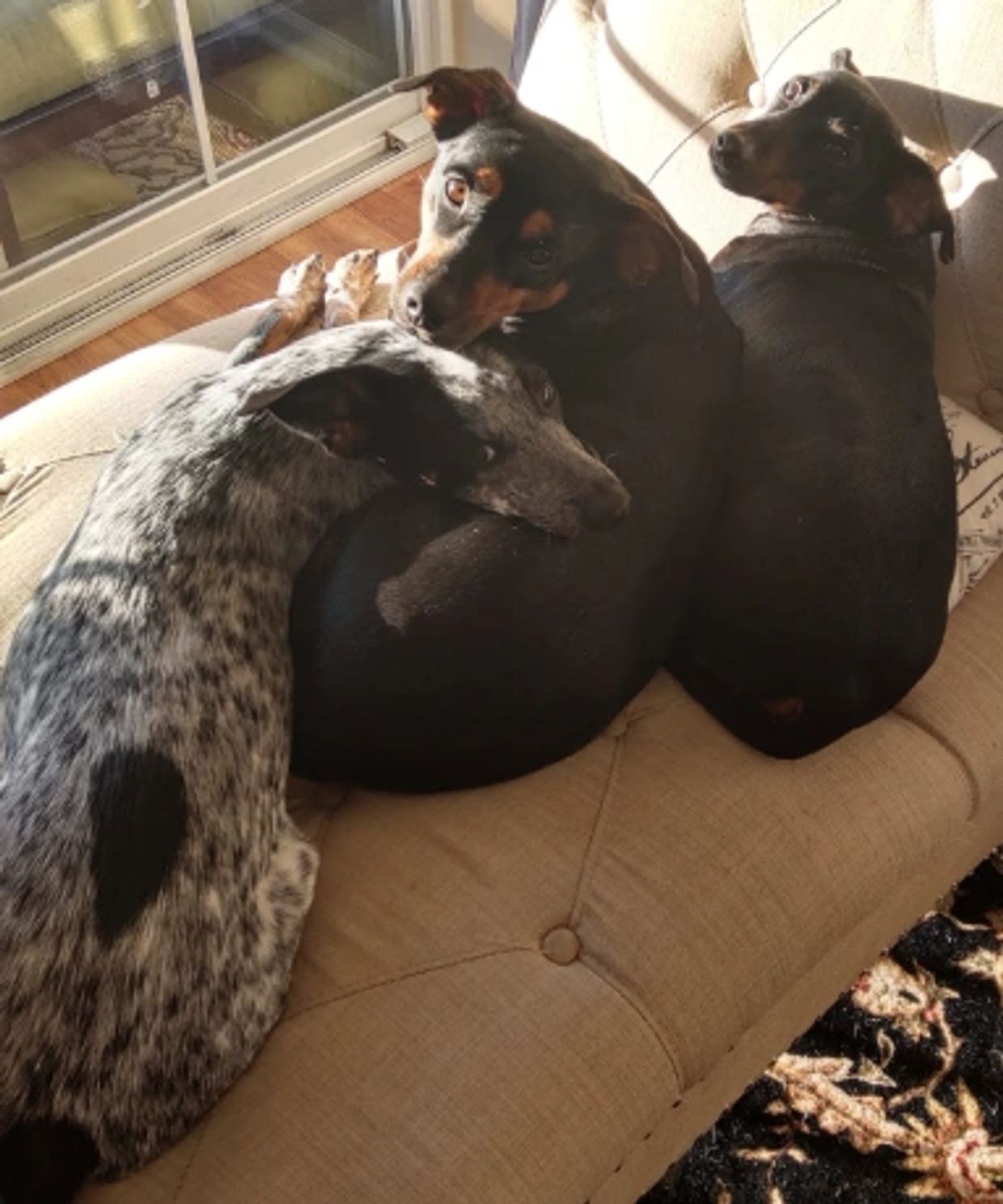 Three dogs cuddling on a couch in sunlight.