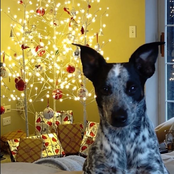 Black and white dog in front of a decorated and lit Christmas tree.