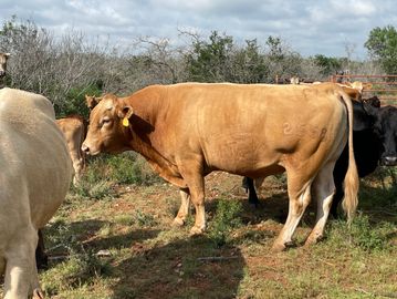 Akaushi bull for sale