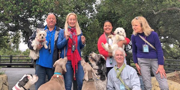 Doggy Boot Camp 