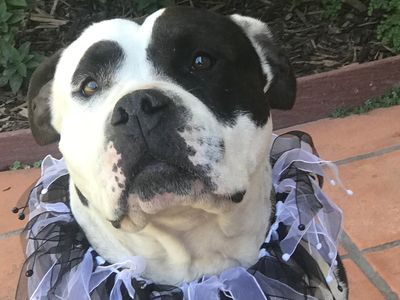 A dog wearing a cute collar