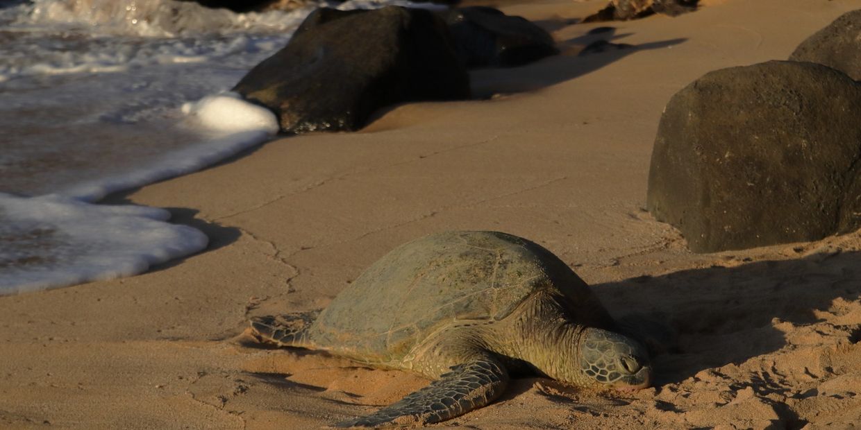 A sea turtle climbing onto a beach