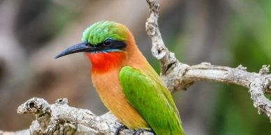 Bird lovers Africa tours