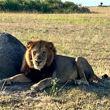 Simba Africa Safari Tours