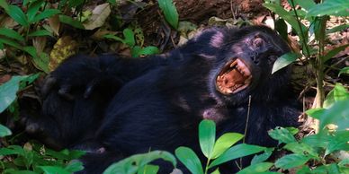 Chimpanzee trekking