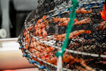 Tofino Catering Neck of the Woods Prawns Fishing Local Food Chef