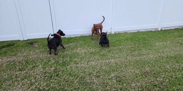 Dogs playing happily in yard