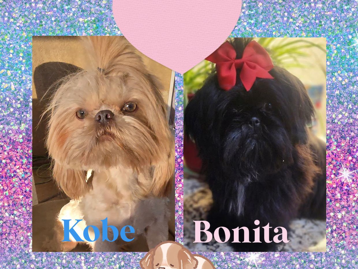 Bonita is from our program & Kobe is from a stud service. They are exciting puppies late july. Bonit