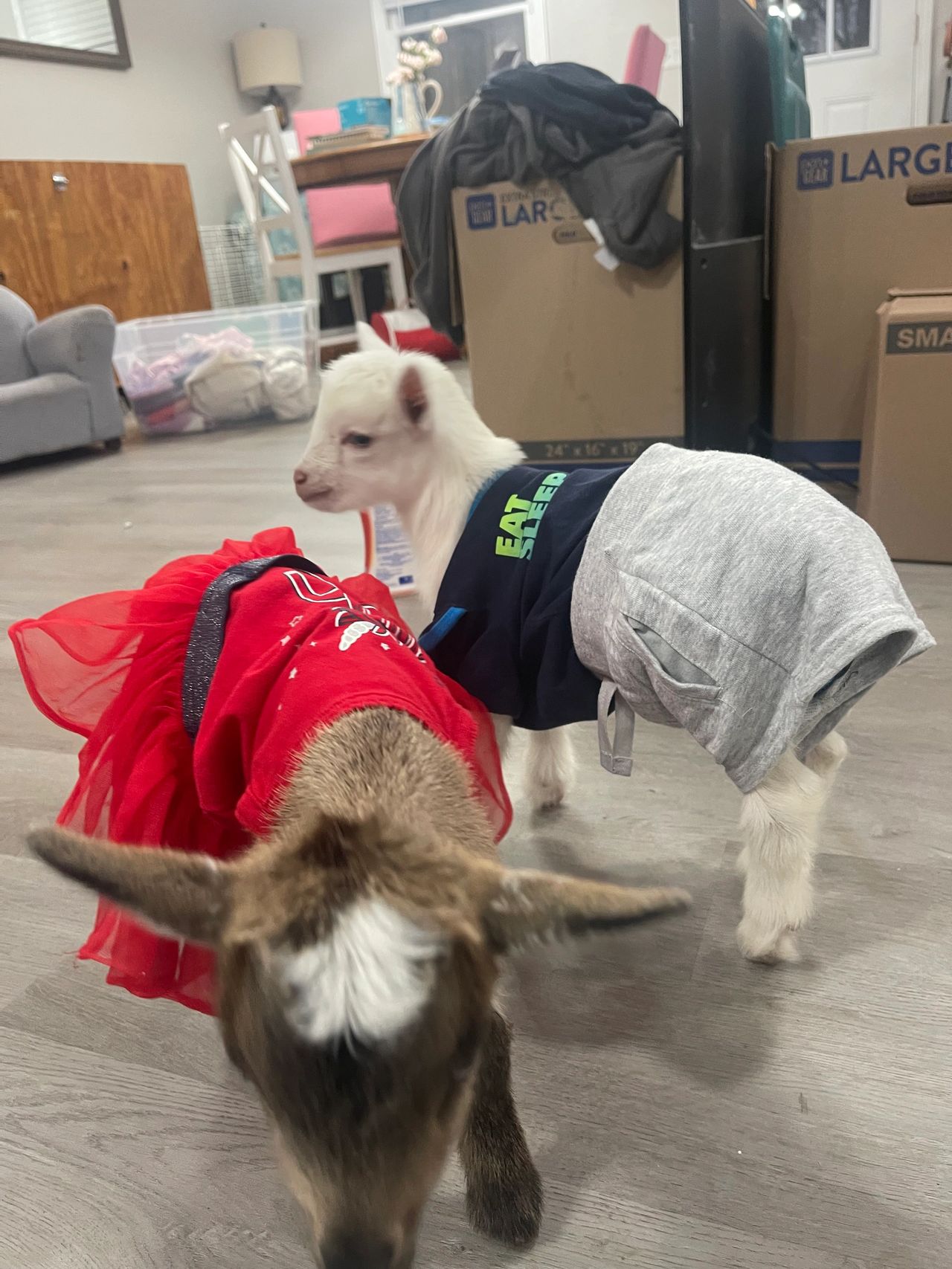 Milk goats, Nigerian Dwarf, bottle babies,