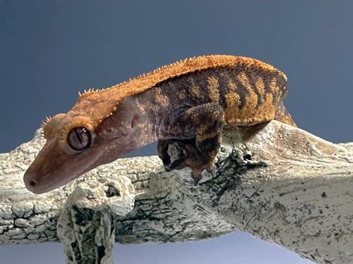  Lizards Camo Geckos Men's Stretch Boxer Briefs
