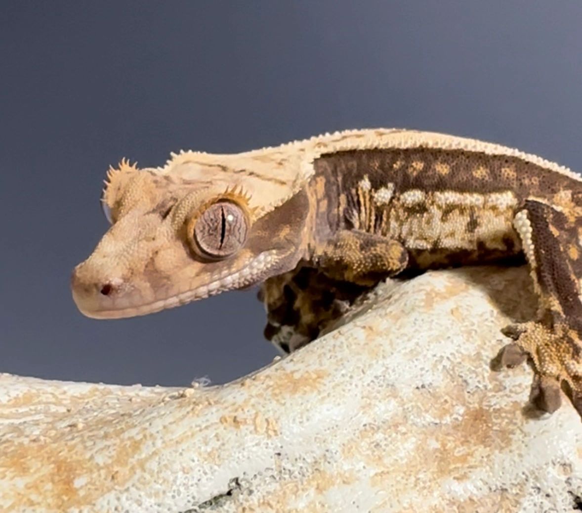 Male Harlequin Crested Gecko #65