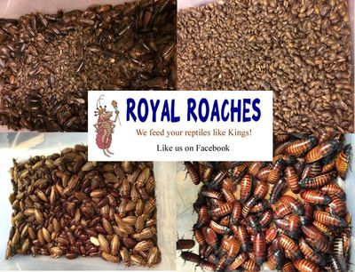 Dubia roach, reptile feeders, reptile store