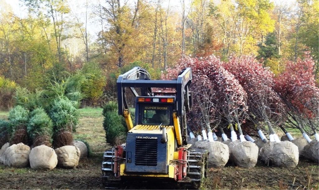 Lgl tree farm home