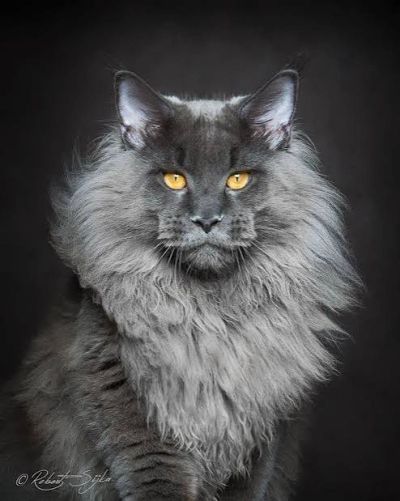 Majestic gray Maine Coon cat with striking yellow eyes.