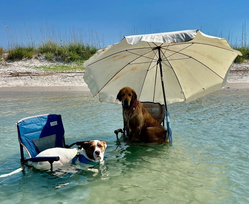 WS_Dog Chairs.JPG