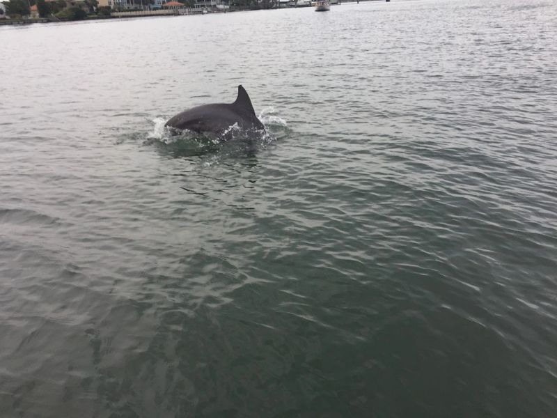 WS_Dolphins.JPG