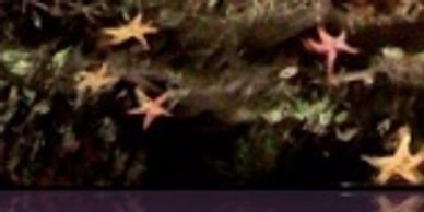 Star leaves falling off the ridge. 