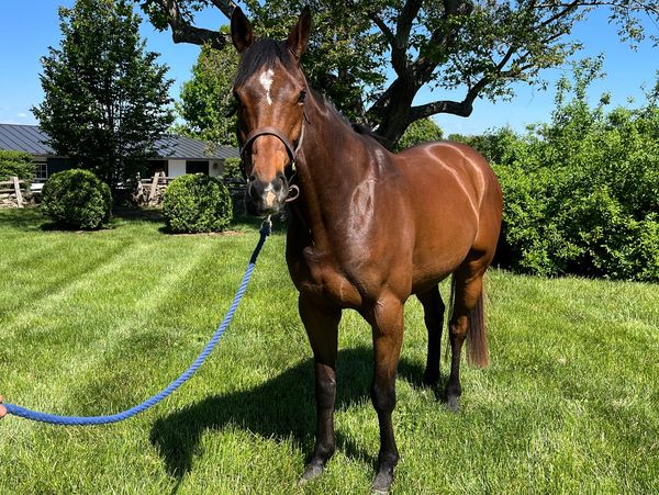 A brown horse stands on a green lawn under a sunny sky.