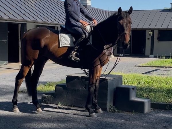 Person riding a dark brown horse in a stable area.