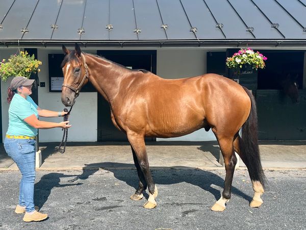 Person holding a bay horse outside a stable.