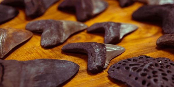 Collection of fossilized shark teeth on a wooden surface.