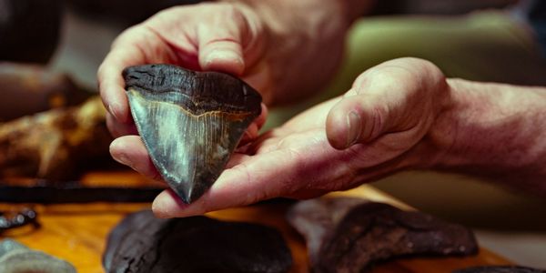 Person holding a large fossilized shark tooth.