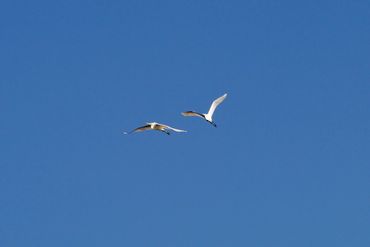 In flight