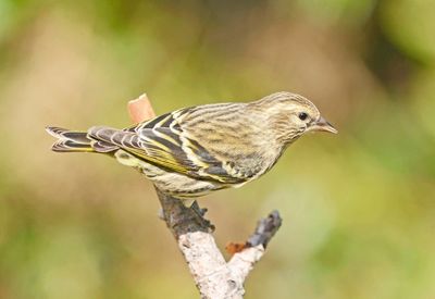 A small bird perched on a branch.
