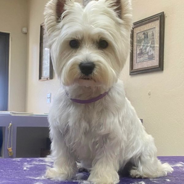 Small white dog with fluffy fur sitting indoors.