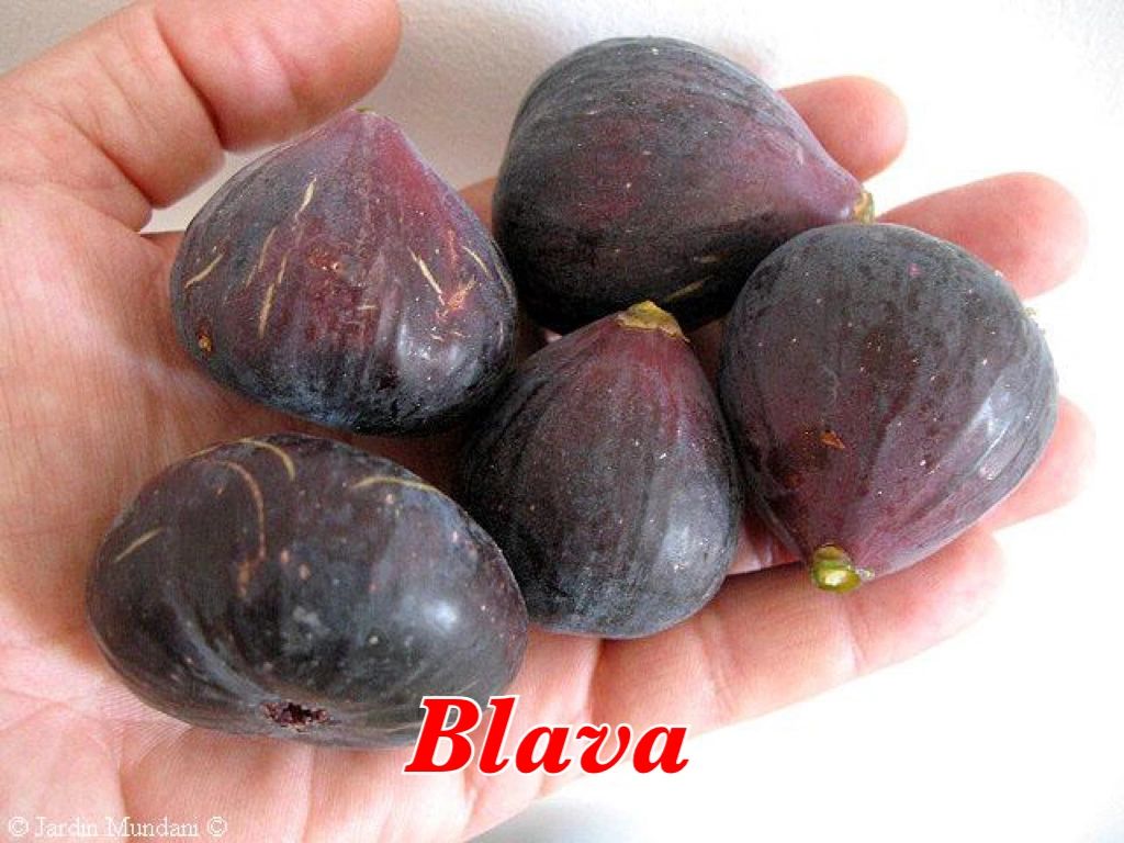 Blava (3 gallon)