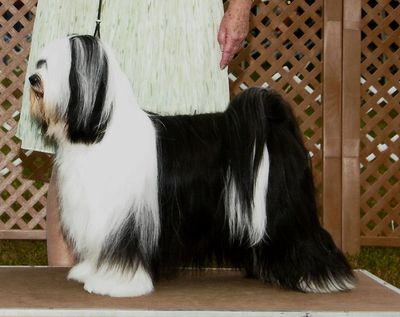 Grand Champion Silver "Figgy" will have puppies September 2023.  Please contact us if you are ready 