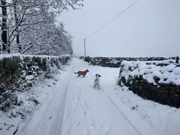 2 spaniels playing in the snow