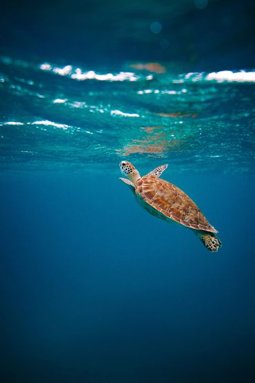 Turtle swimming on an ocean with plastic pollution