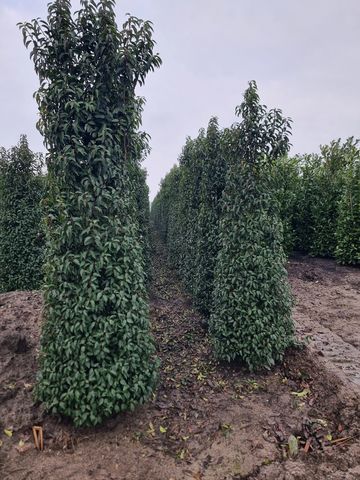 Portugese Laurel in field-grown stock.