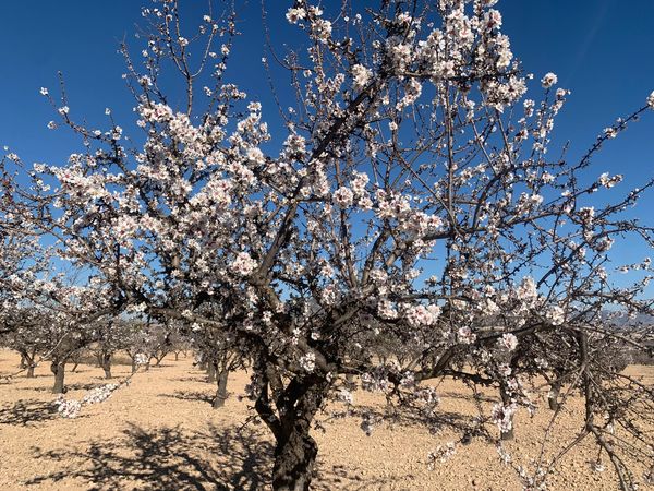 Almond blossom surround Sunny Casitas Salinas Alicante