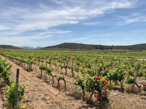 Local vinyards 