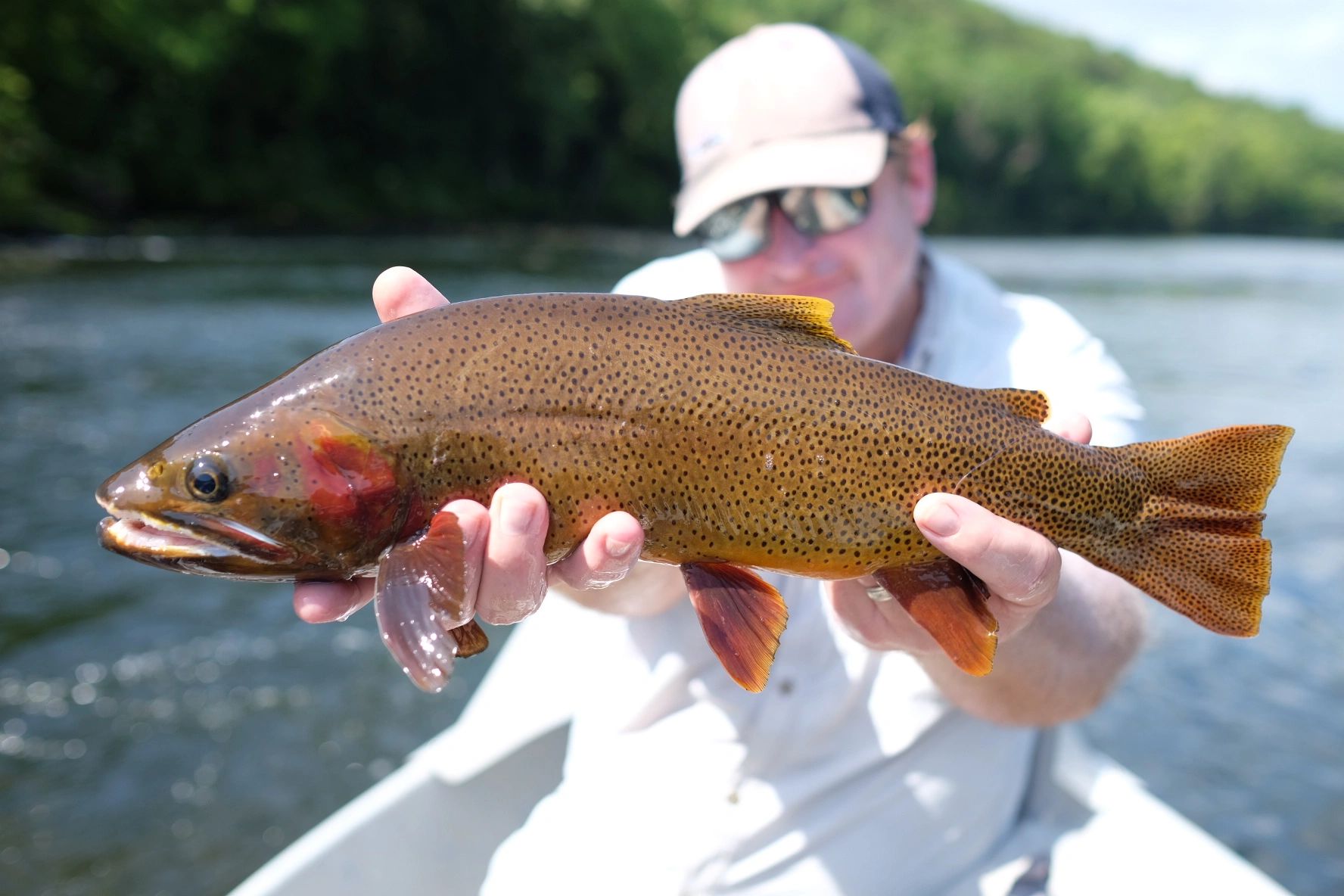 Trout Barn Fly Fishing Norfork Cabin Rentals