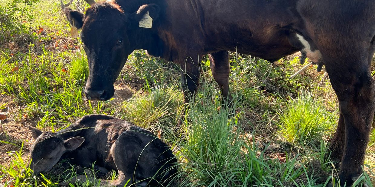 Newest additon to the genetics at SCC.  
Sire: FB81643 Olive Grove Q038
Dam: FB21634  FC MS SANJO 5B