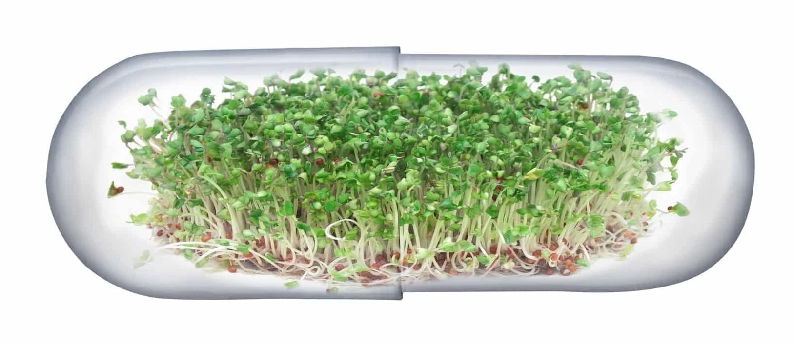 Microvegetales creciendo dentro de una cápsula transparente.