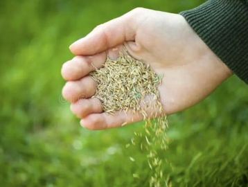 Grass seed