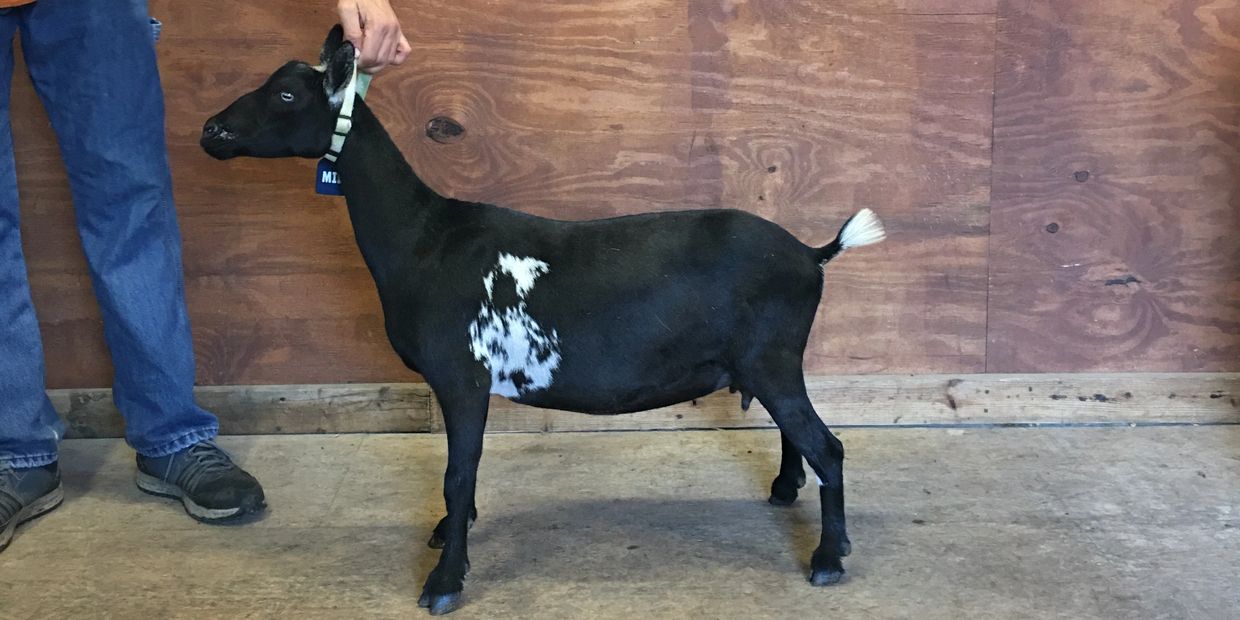 Bolles Painted Acres Millie