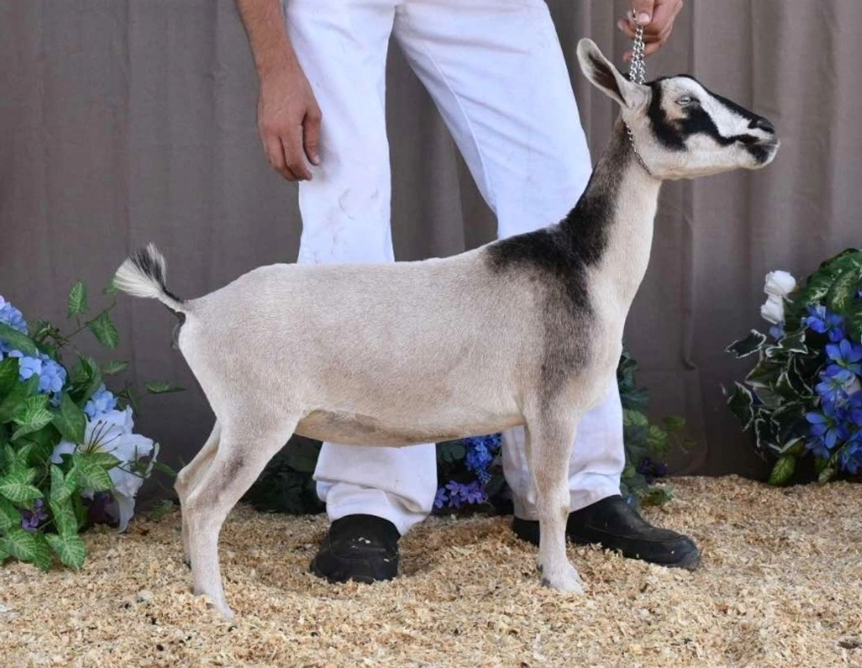 KBCO Farms Riley