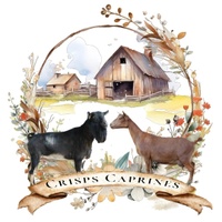 Crisps Caprines Nigerian Dwarf Goats 