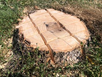 Stump removal