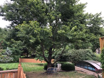 Tree trimming