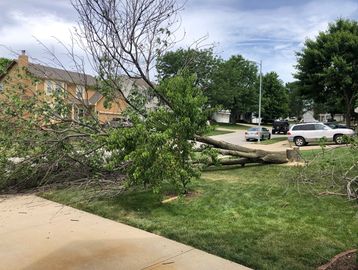 Tree removal