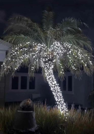 A palm tree wrapped in bright white fairy lights, creating a stunning illuminated feature.