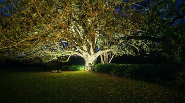 Tasteful white uplighting in large tree.