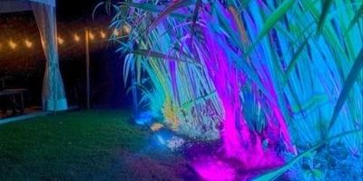 Multi-coloured floodlighting in flax bushes for outdoor event lighting.